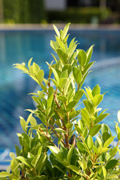 BANGTAO TROPICAL RESIDENCE