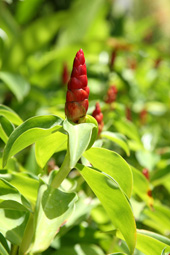 BANGTAO TROPICAL RESIDENCE